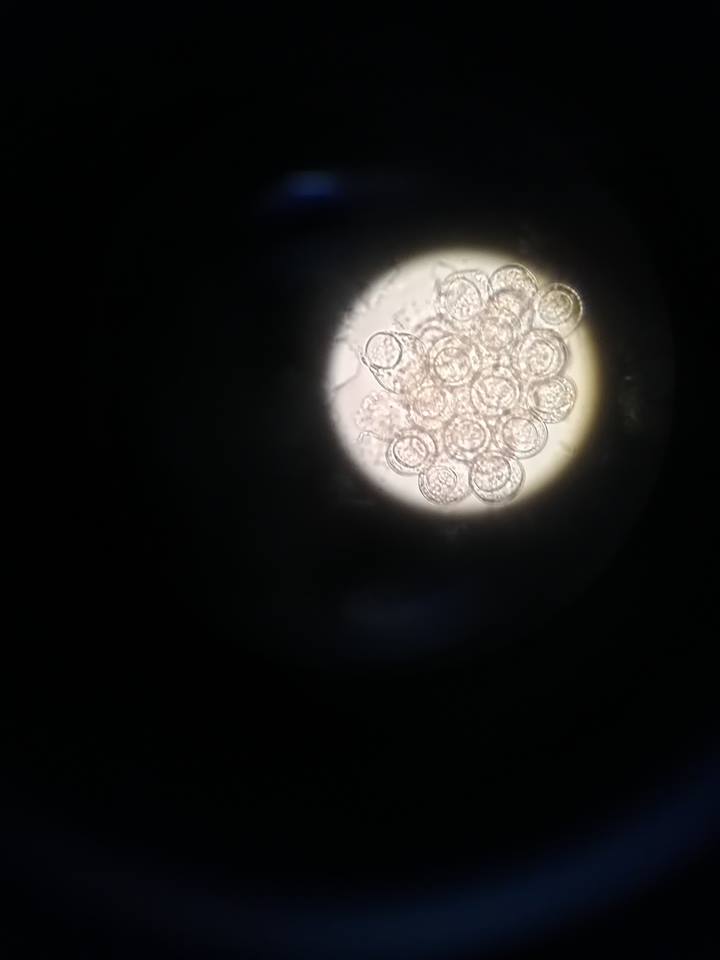 47430575_268364150522003_2963746803989610496_n